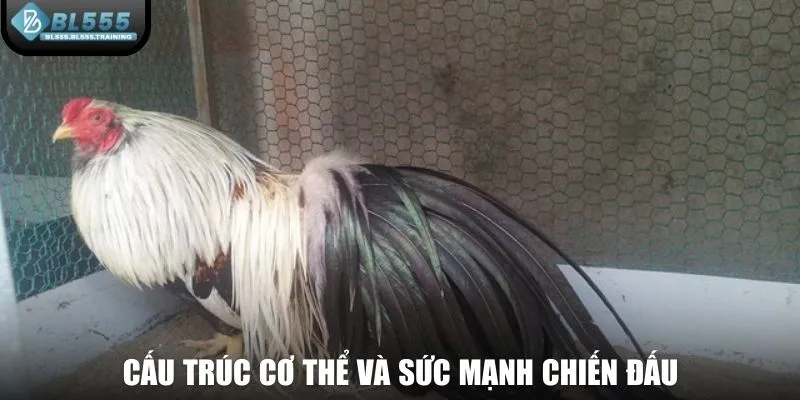 Cấu trúc cơ thể và sức mạnh chiến đấu