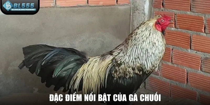 Đặc điểm nổi bật của gà chuối