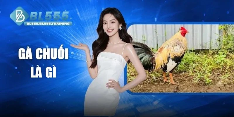 Gà Chuối Là Gì? Đặc Điểm Và Vai Trò Trong Khi Đá Gà