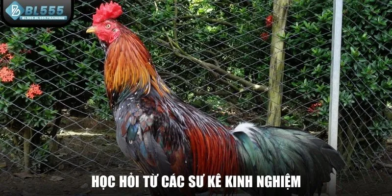 Học hỏi từ các sư kê kinh nghiệm