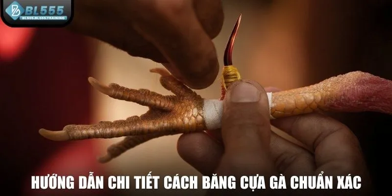 Hướng dẫn chi tiết cách băng cựa gà chuẩn xác