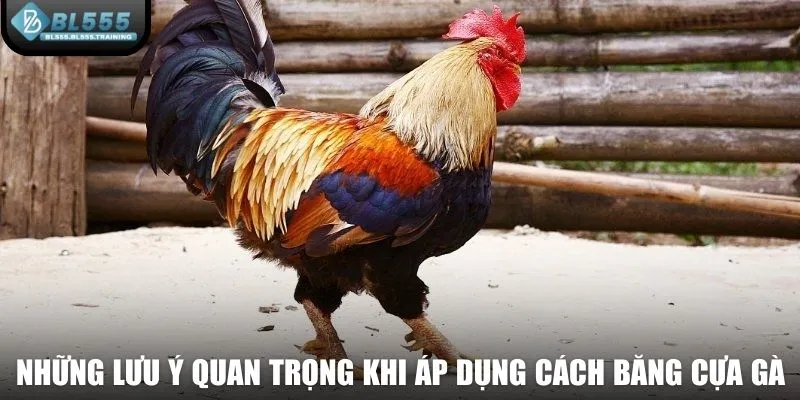 Những lưu ý quan trọng khi áp dụng cách băng cựa gà