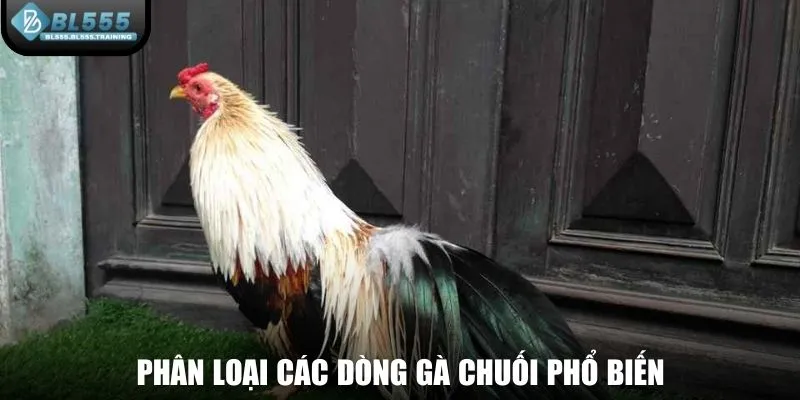 Phân loại các dòng gà chuối phổ biến