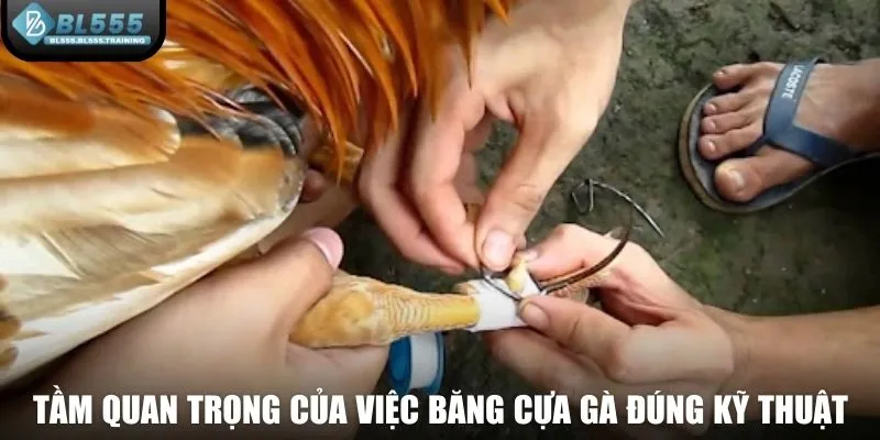 Tầm quan trọng của việc băng cựa gà đúng kỹ thuật