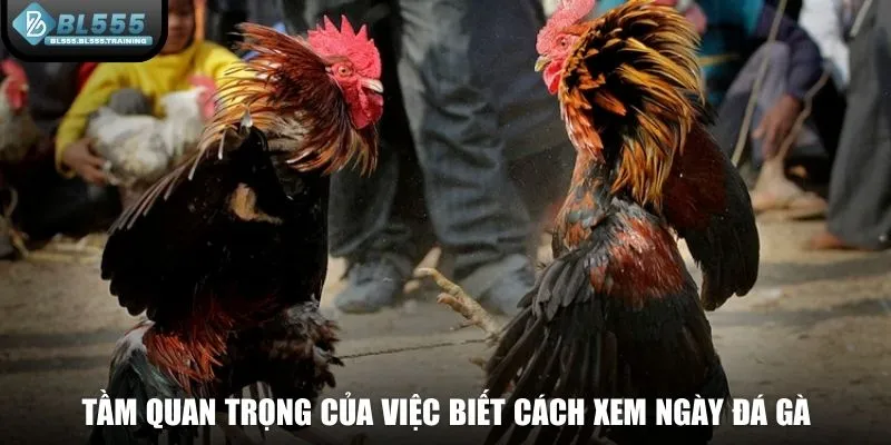 Tầm quan trọng của việc biết cách xem ngày đá gà