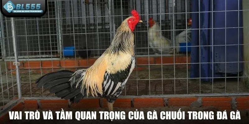 Vai trò và tầm quan trọng của gà chuối trong đá gà